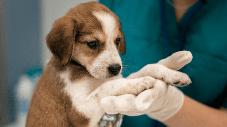 動物（愛玩動物看護）